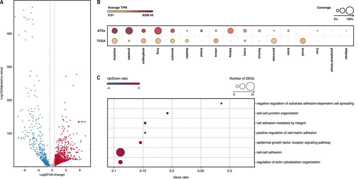 Gemcitabine efficacy across tumor types: A pan-cancer study of 50 cancer cell lines